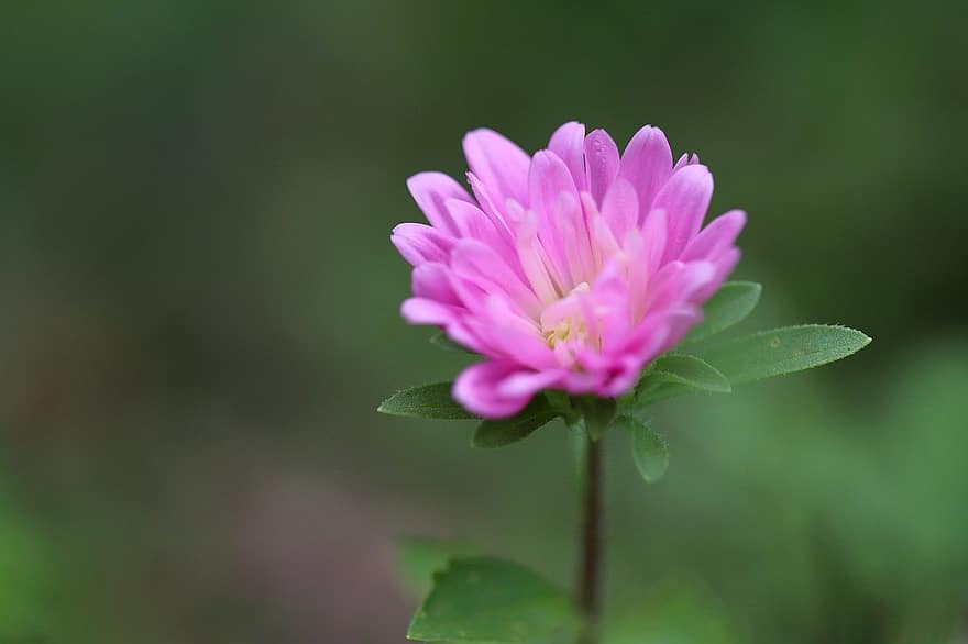 aster, pink flower, meadow, plant, close-up, flower, summer, petal, leaf, flower head, green color
