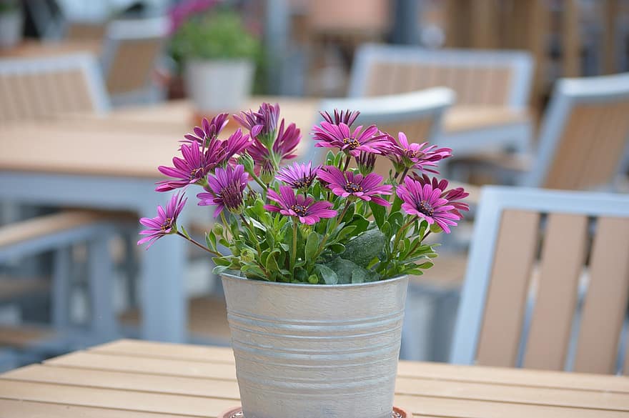 Flower, Plant Pot, Tables, Gastronomy, Outdoor Catering, Beer Garden, Chairs, Seating, Bistro, Summer, Coffee Shop
