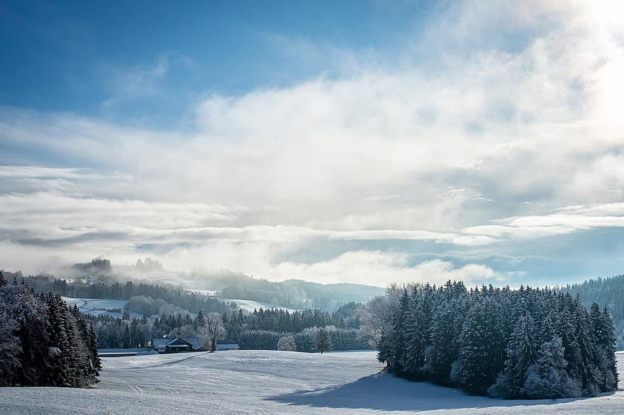 눈, 시골의, 나무, 눈이 내리는, 냉랭한, 감기, 겨울, 경치, 눈 풍경, 한 지방, 자연