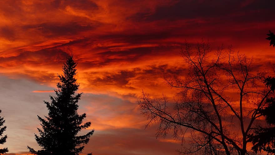 solnedgang, orange, skyer, skumring, træer