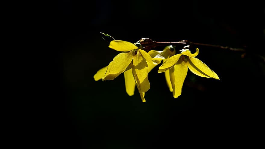 Flowers, Forsythia, Bloom, Blossom, Botany, Plant, Yellow Flower, Growth, close-up, yellow, leaf