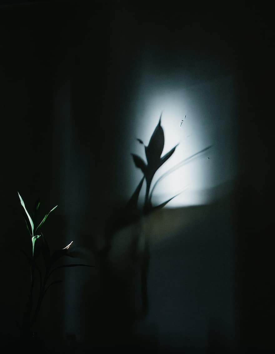 rostlina, temný, stín, silueta