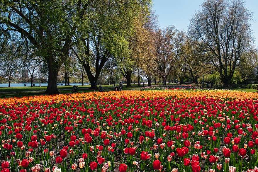 tulipány, Pozadí, květ, Červené, okvětní lístky, Příroda, zahrada, jaro, flóra, pole, rostlin