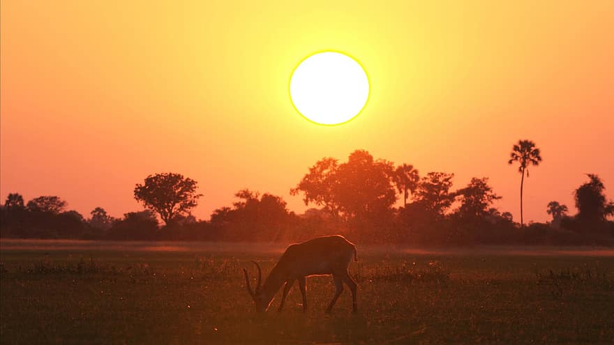 lechwe, ละมั่ง, พระอาทิตย์ตกดิน, สัตว์, ดวงอาทิตย์, พลบค่ำ, แตร, ธรรมชาติ, เลี้ยงลูกด้วยนม, ความเป็นป่า, Okavango