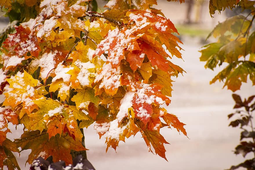 秋、自然、葉、木、森林、雪、猛吹雪、シーズン