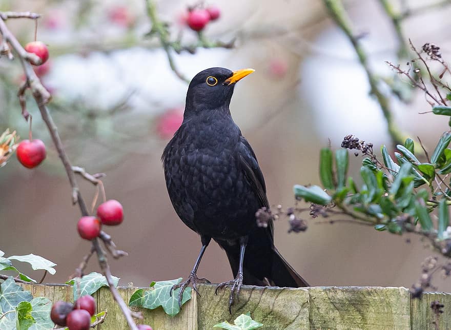 Blackbird, Bird, Fence, Perched, Male Blackbird, Animal, Songbird, Wildlife, Beak, Bill, Feathers