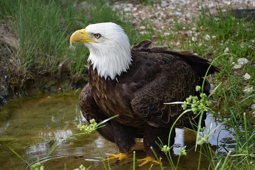 ocell, àguila, whitehead, Bec groc, llac, vora del llac, retrat, foto d'animals, fotografia animal, Imatge increïble, zoo herman park