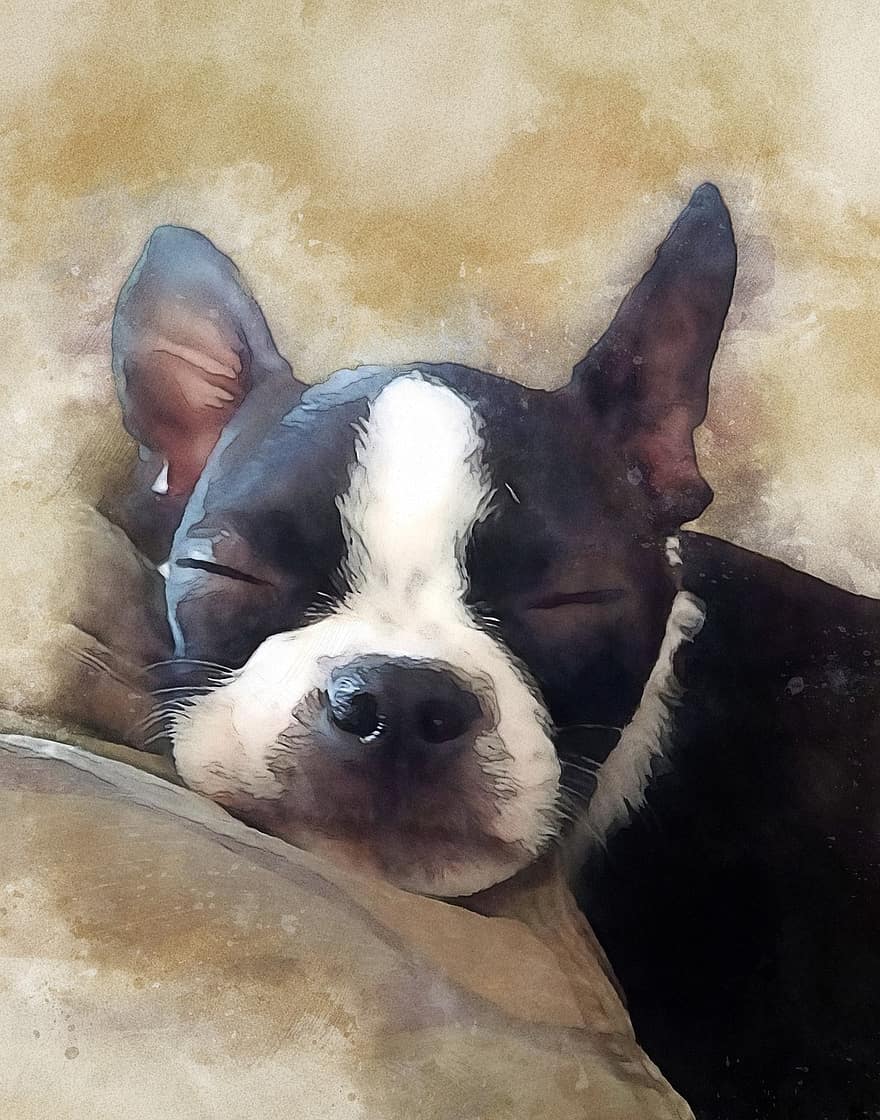 boston terrier, câine, cățeluș, portret, dormit, animal de companie, animal, câine tânăr, câine de companie, canin, mamifer