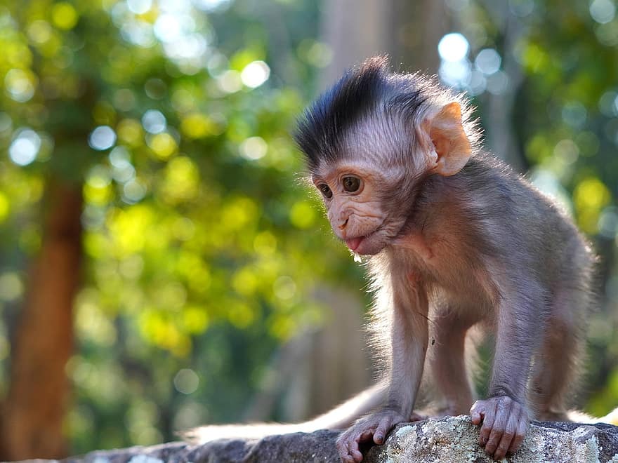 bebe mono, mono, primate, animal, joven, bebé, linda, macaco, bosque, animales en la naturaleza, pequeña
