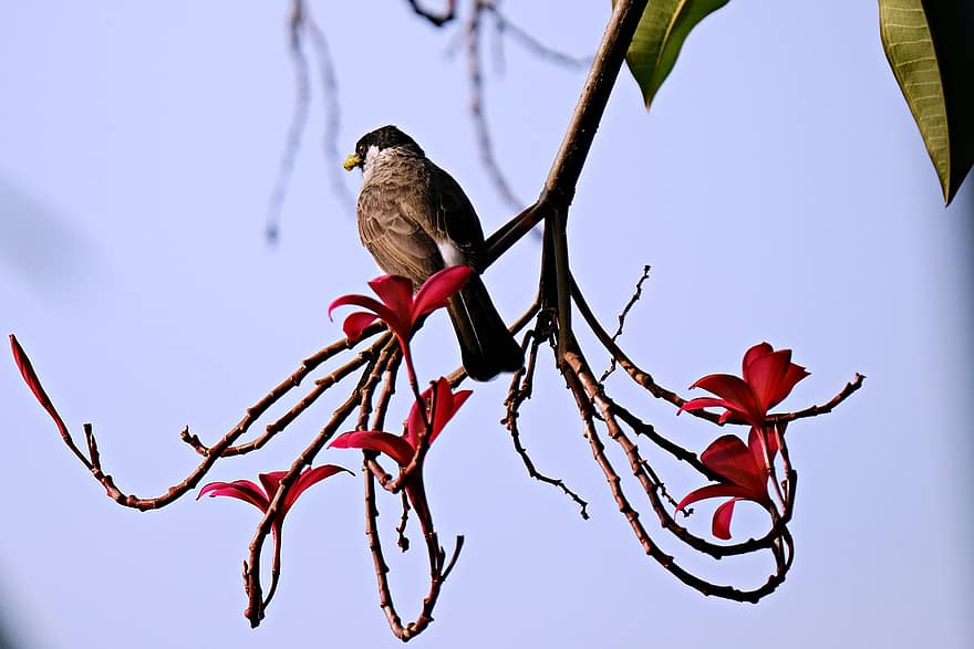 Sooty Headed Bulbul, Bird, Song Bird, Wildlife, branch, close-up, beak, feather, tree, animals in the wild, leaf