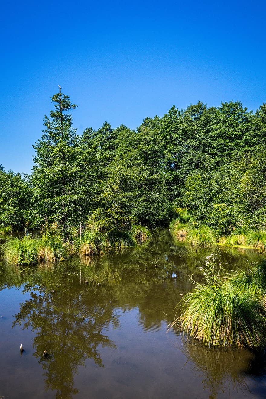 bomen, gras, Bos, pad, zomer, boom, groene kleur, water, blauw, landschap, reflectie