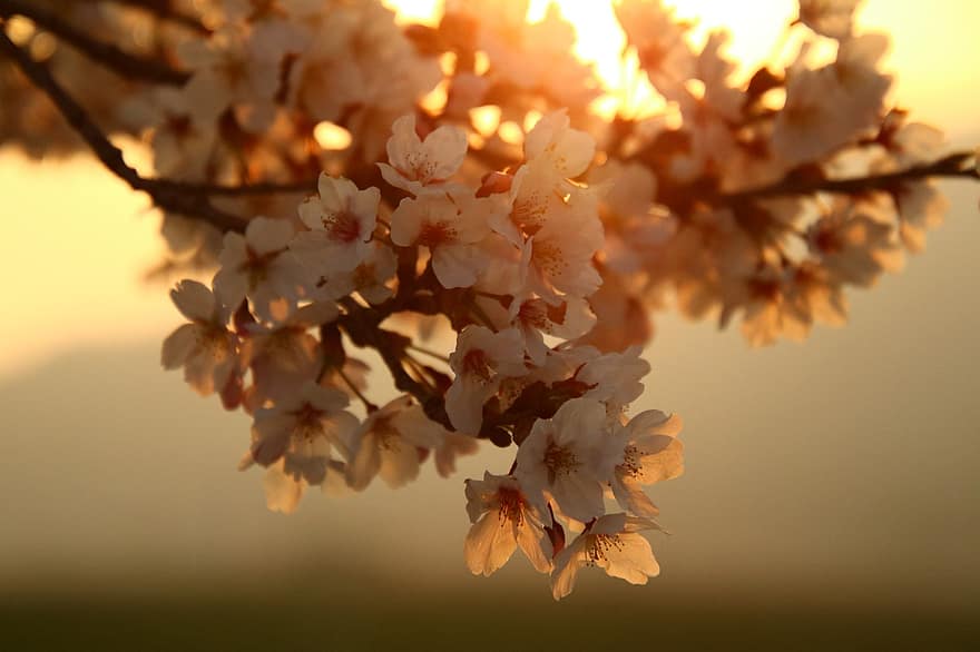 třešňové květy, sakura, západ slunce, růžové květy, jaro, Příroda