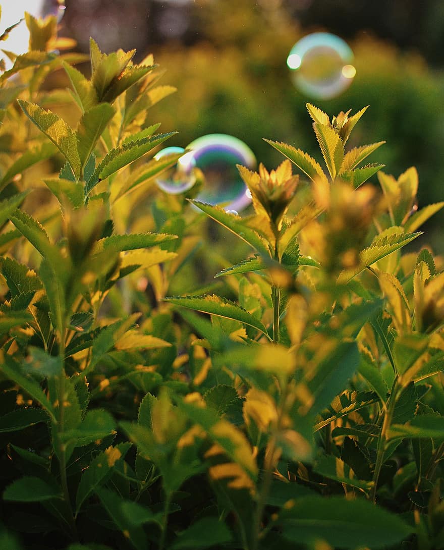 пузырьки, мыльные пузыри, куст, летом, природа