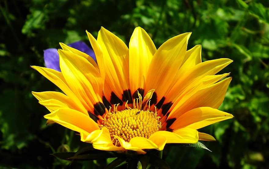 африканська ромашка, квітка, Газанія, жовта ромашка, пелюстки, жовті пелюстки, цвітіння, флора, Рослина, природи