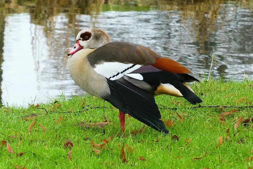 Egyptian Goose, Goose, Feathers, Waterfowl, Colored Feathers, Plumage, Nature, Ditch, Water, beak, feather