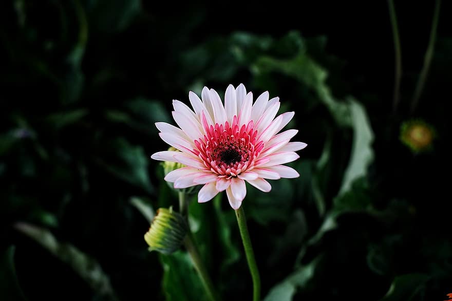 Barberton Daisy, kwiat, roślina, kwitnąć, roślina ozdobna, flora, ogród, Natura