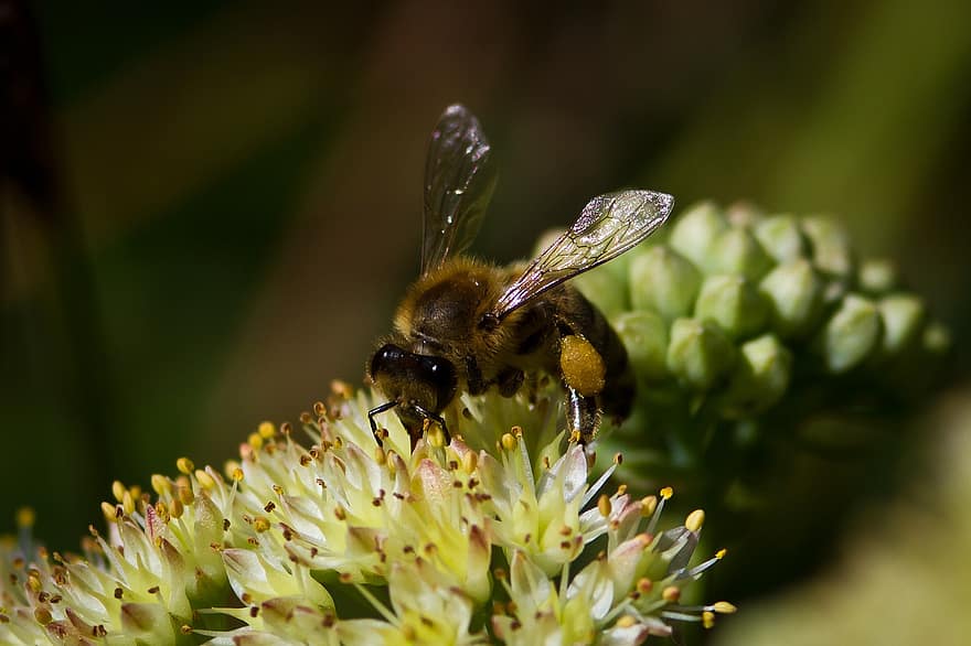 цвете, пчела, медна пчела, растения, насекомо, бял, опрашване, природа, крило