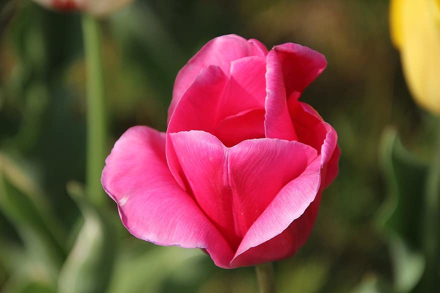 flor, tulipán, planta, floreciente, floración, vástago