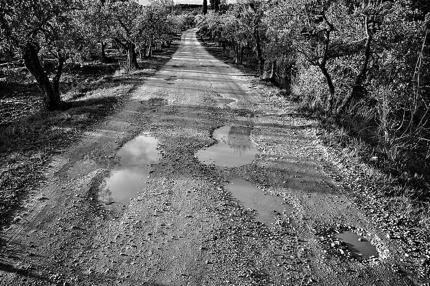 camino de tierra, la carretera, Olivos, arboles, charco de agua, camino rural, rural, campo, Vía Delle Tavarnuzze, florencia, toscana