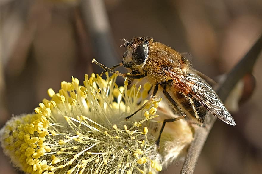 Bee, Nectar, Willow Catkin, Pollen, Insect, Animal, Plant, Nature, Macro