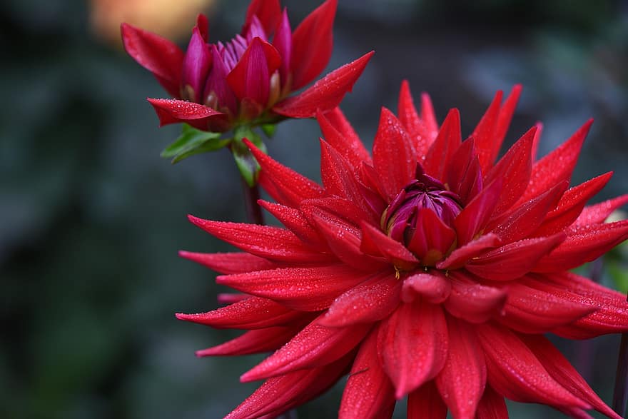 लाल, मेक्सिको का रंगीन फूलों का बड़ा पौधा, फूल का खिलना