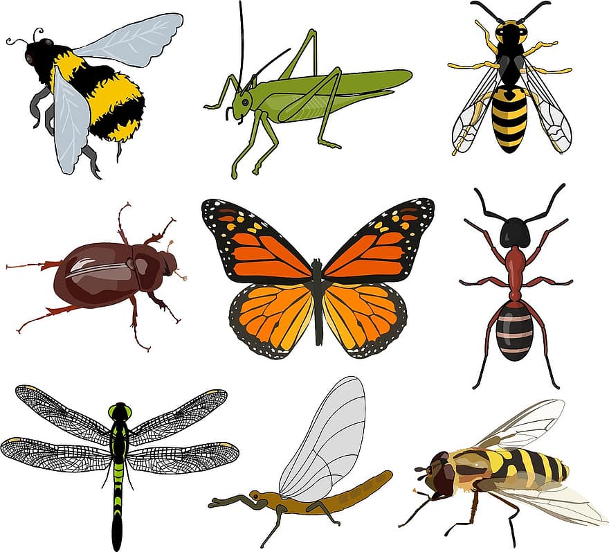 hyönteinen, kokoelma, villi, luonto, perhonen, mehiläinen, sudenkorento, kuoriainen, muurahainen, heinäsirkka, siivet