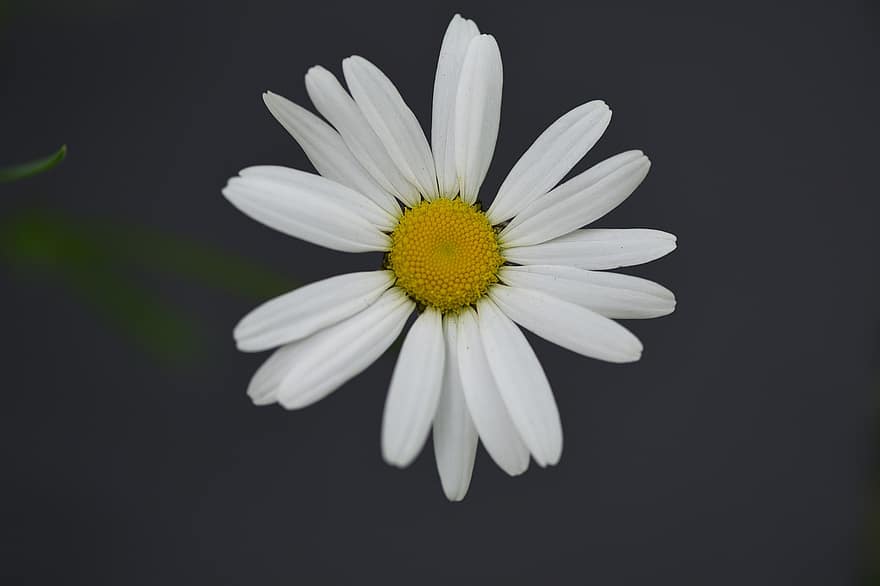Ox-eye-daisy, Daisy, Flower, Bloom, Nature, Weed