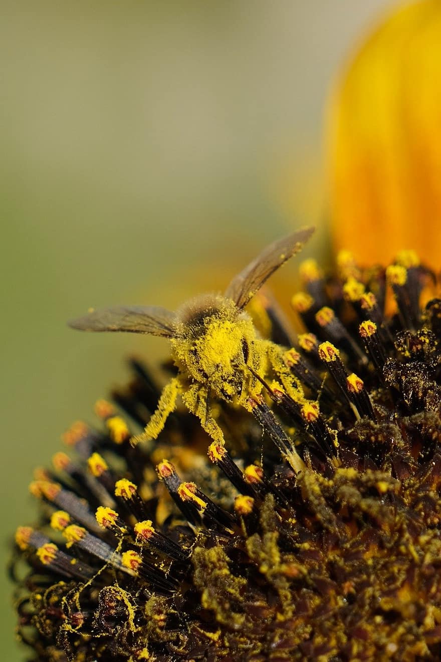 bite, kukaiņi, apputeksnēt, raksturs, dzeltens, tuvplāns, makro, zieds, dzīvnieku, augu, apputeksnēšana
