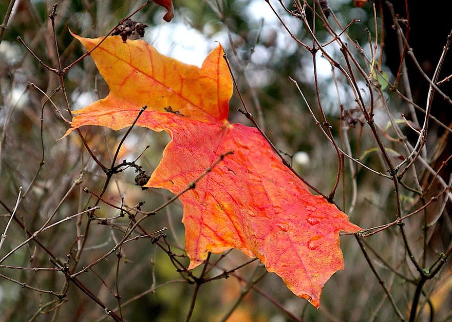 кленов лист, Acer, след дъжд, листо, есен, сезон, жълт, дърво, гора, многоцветни, октомври