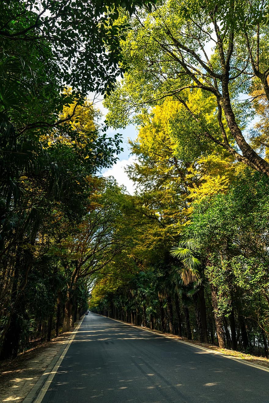 дорога, сільській місцевості, сільський, ліс, дерево, осінь, лист, сезон, зелений колір, сільська сцена, жовтий