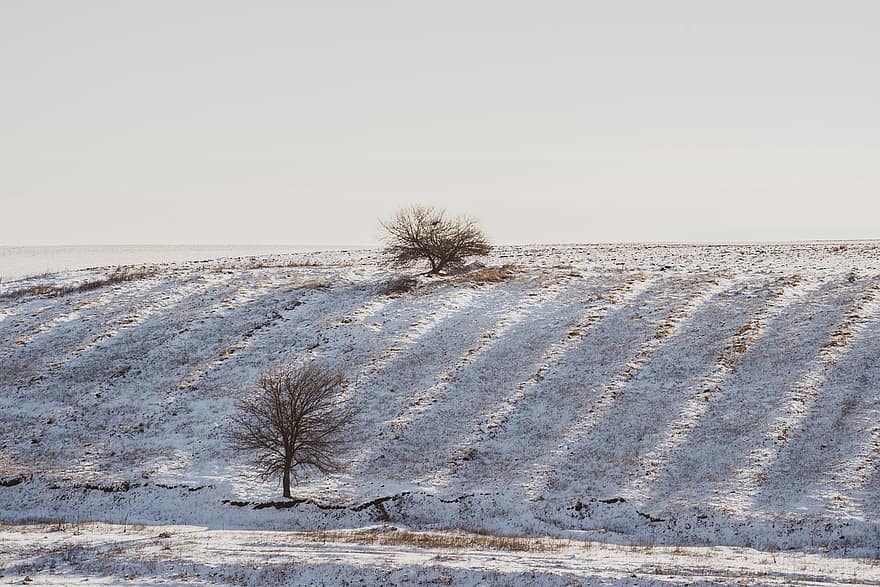 Field, Snow, Winter, Trees, Hill, Meadow, Snowdrift, Wintry, Frost, Cold, Nature