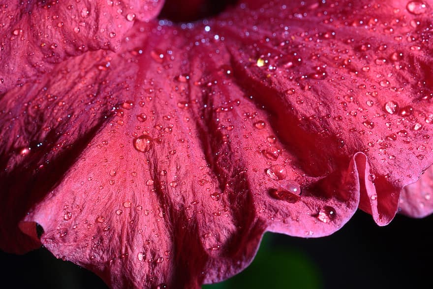 Hibiscus, Flower, Dew, Red Flower, Petals, Bloom, Dewdrops, Wet, Plant, close-up, freshness