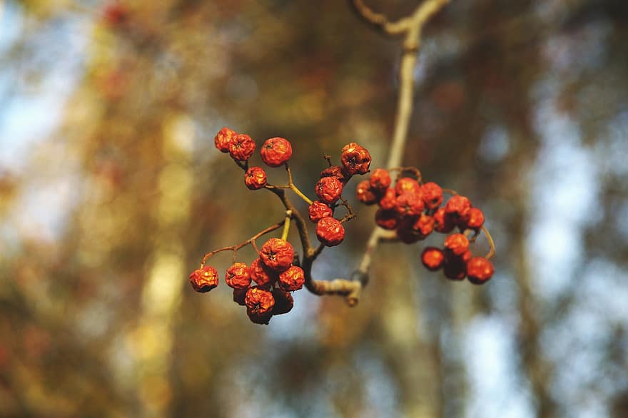outono, Rowan, cinzas de montanha, fruta, natureza, macro, orgânico