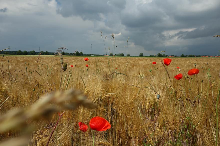 Field, Poppy, Sky, Landscape, Agriculture