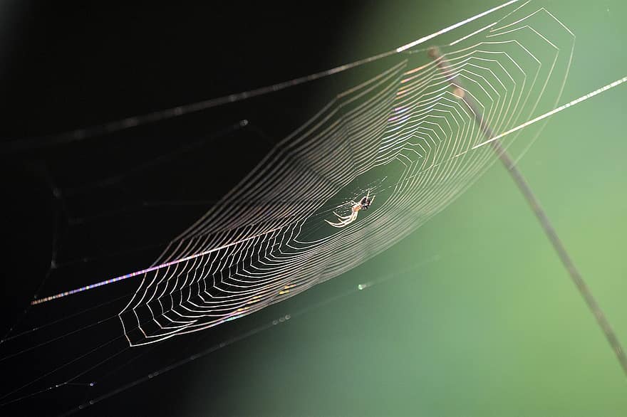 Spinnennetz, Spinne, Spinnenseide, Spinnentier, Tier, Natur