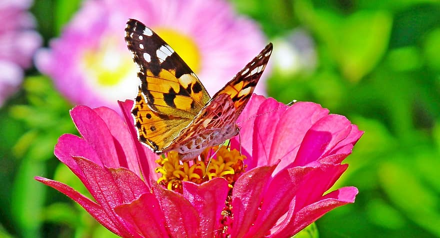drugeliai, vabzdžiai, gėlės, cinija, apdulkinimas, sparnai, Iš arti, kelių spalvų, gėlė, vasara, vabzdys