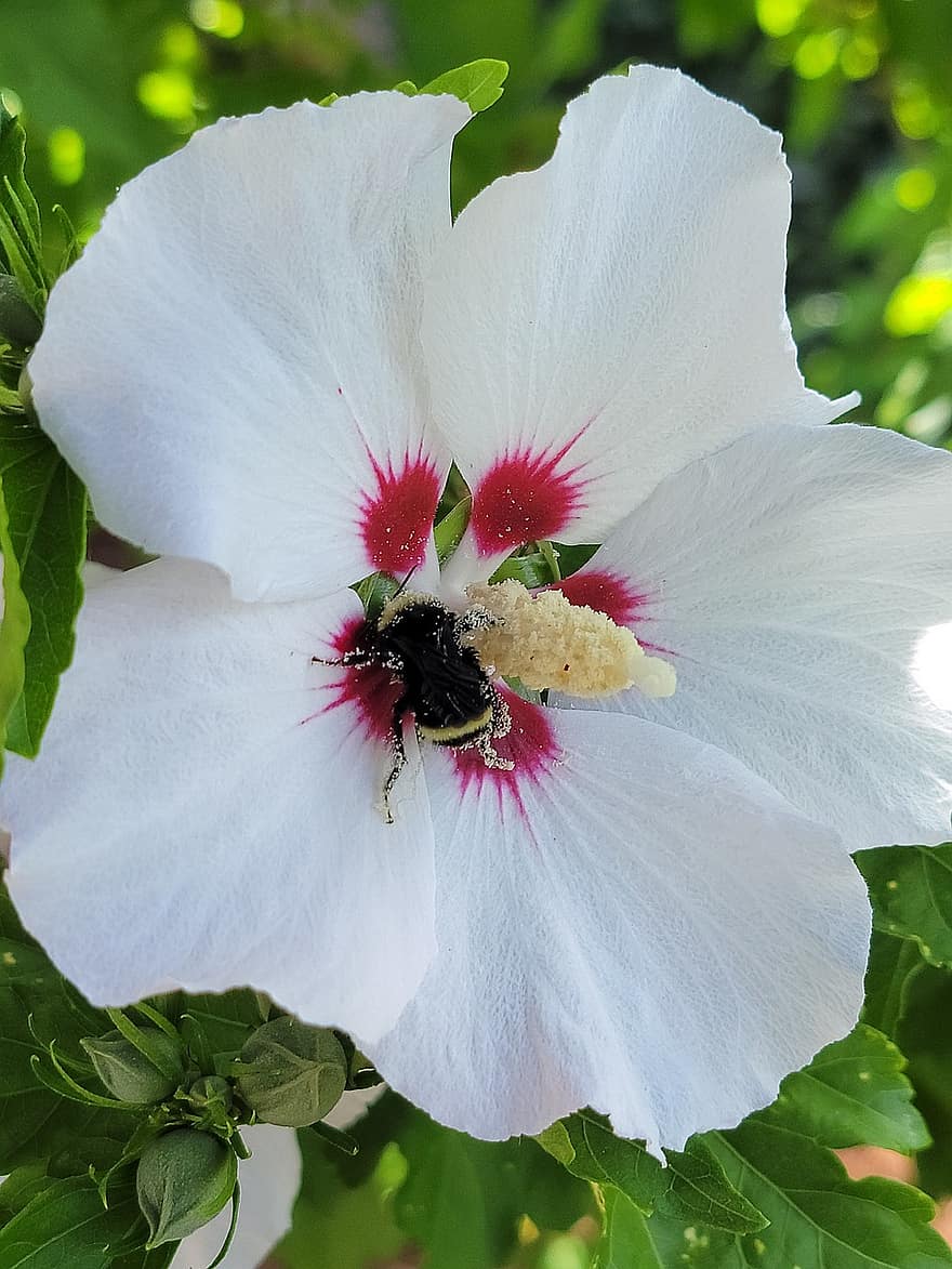 пчела, насекомое, опылять, опыление, цветок, крылатое насекомое, крылья, природа, перепончатокрылых, энтомология