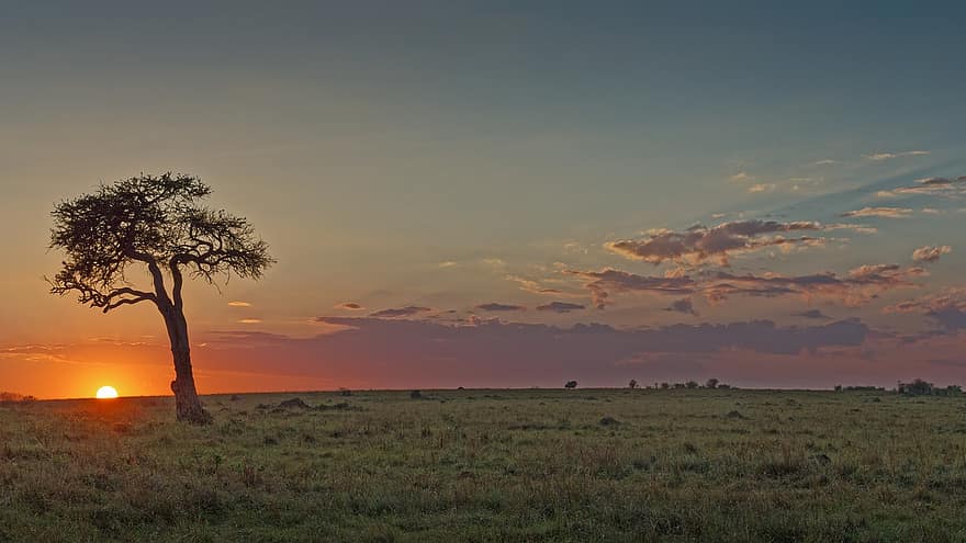 kenya, soluppgång, savann, masai mara, safari, afrika, natur, solnedgång, fält, träd, landskap