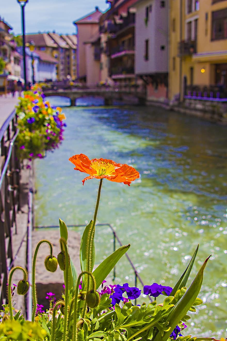 kanal, by, blomst, sommer, plante, vand, multi farvet, blomsterhoved, grøn farve, blomstre, tæt på