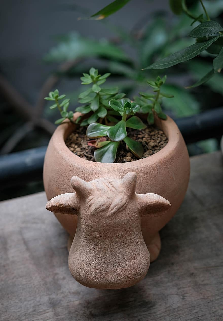 tanaman rumah, tanaman di dalam pot, menanam, daun, pot bunga, merapatkan, tembikar, warna hijau, pertumbuhan, vas, kesegaran