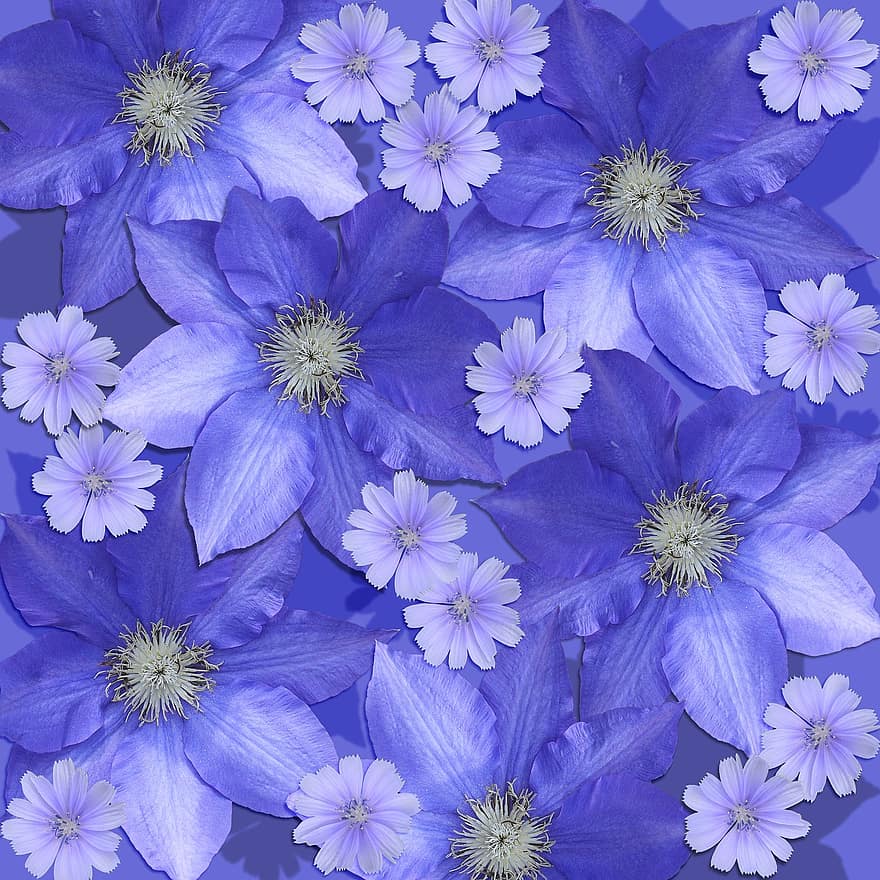 bunga-bunga, Latar Belakang Scrapbook, clematis, chicory, ungu