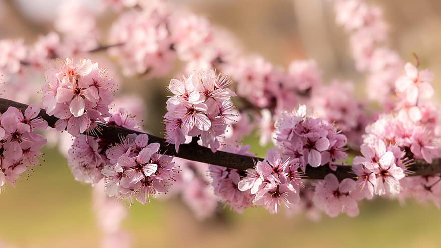 Kirschblüte, Blumen, Frühling, pinke Blumen, Sakura, blühen, Ast, Baum, Natur