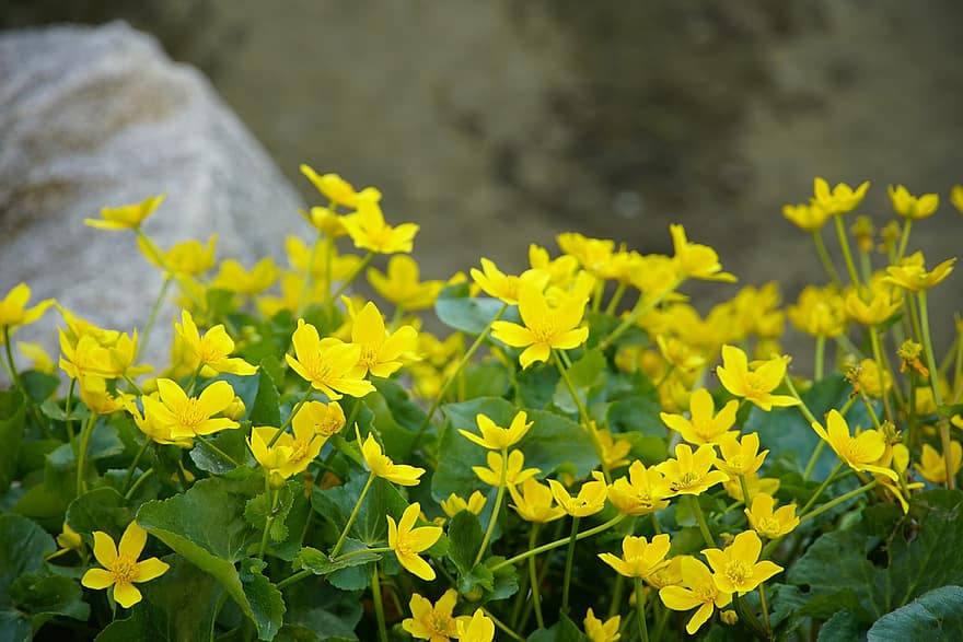 болотный календулы, цветы, желтые цветы, Caltha Palustris, сад, желтый, цветок, летом, завод, весна, крупный план