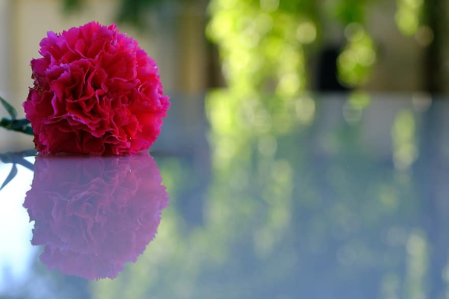 kwiat, goździk, odbicie, różowy goździk, różowy kwiat, płatki, różowe płatki, kwiat cięty