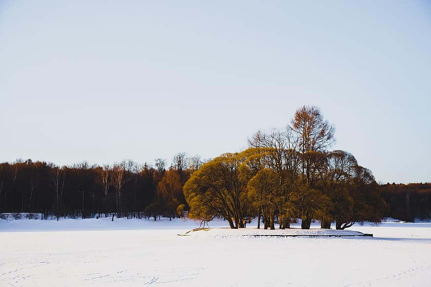 Natura, zimowy, las, śnieg, drzewo, pora roku, krajobraz, niebieski, scena wiejska, mróz, lód