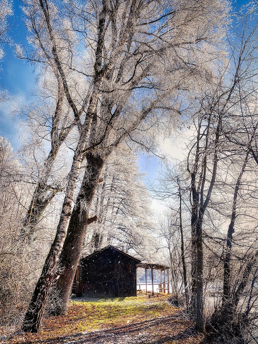 hut, bomen, winter, meer, cabine, huis, Bos, sneeuw, vorst, koude, rijp