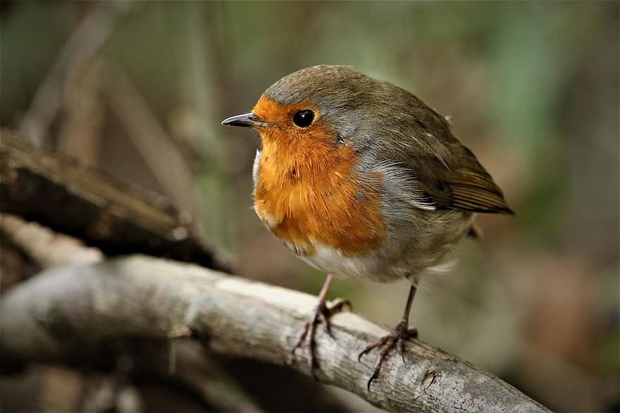 burung, robin redbreast, robin, bulu, bulu burung, cabang, margasatwa, bertengger, alam, hewan, burung penyanyi