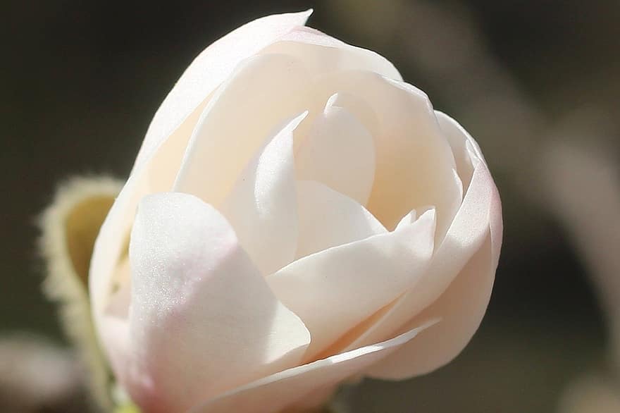 magnolie, floare roz, floare, natură, inflori, a închide, a inflori, petală, plantă, cap de floare, frunze