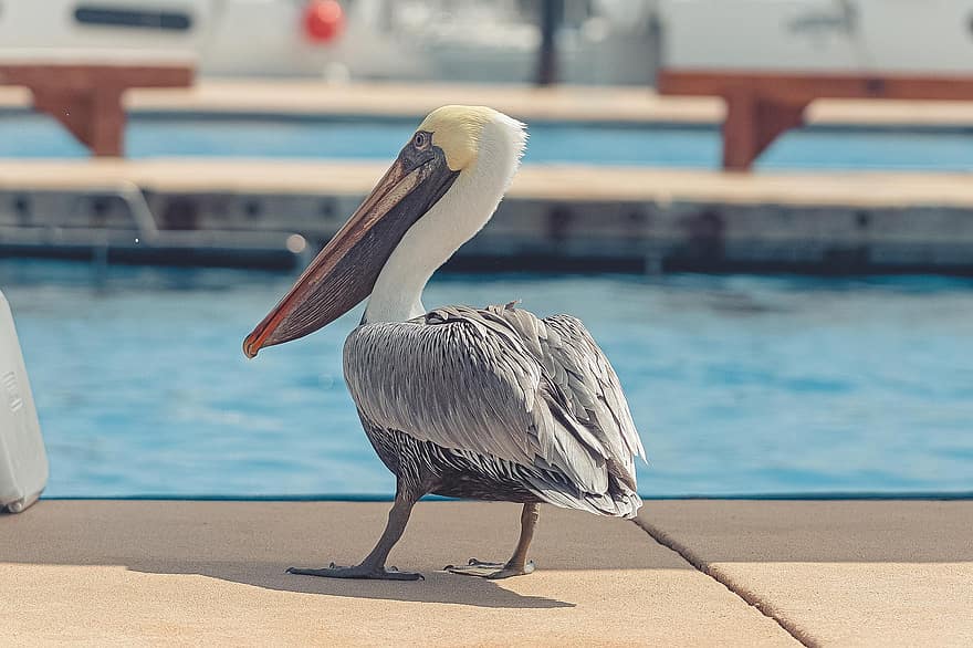 pelicano, pelicano marrom, marina, pássaro, natureza
