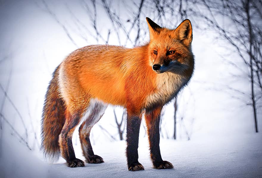 動物、狐、雪、冬、哺乳類、種、動物相、野生の動物、キツネ、毛皮、一匹の動物